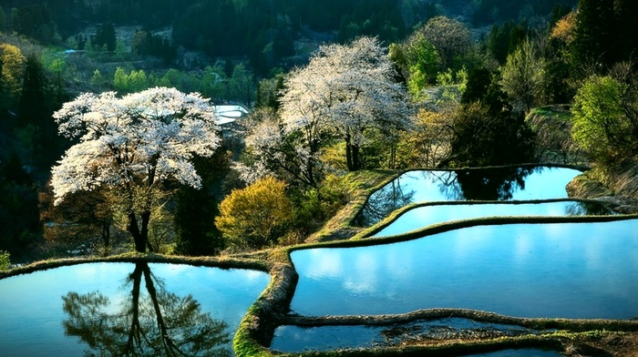 Japan, sakura, stunner