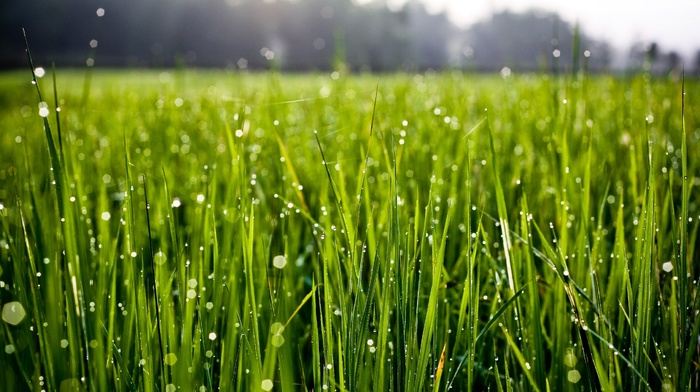water drops, nature, macro, grass