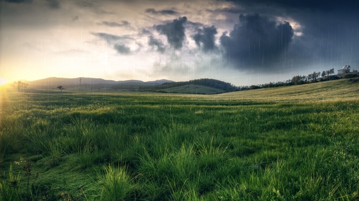 grass, rain, nature, field