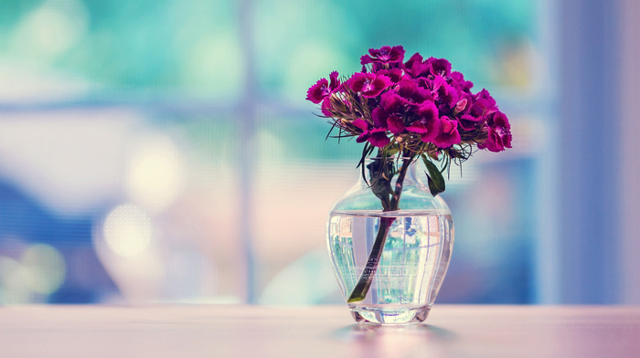 flowers, surface, vase