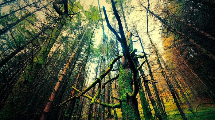 nature, landscape, trees