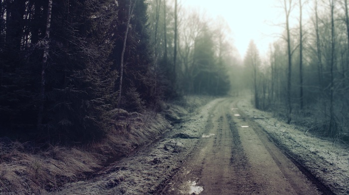 nature, road, forest, landscape, dirty, trees, mist