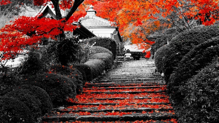 selective coloring, nature, stairs, trees, landscape, flowers, lotus flowers