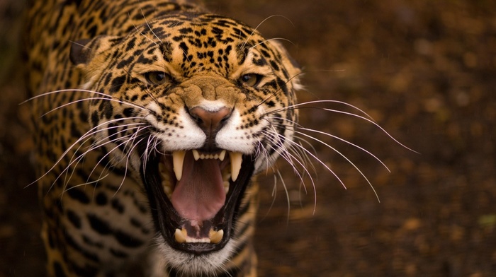 jaguars, nature, animals, leopard