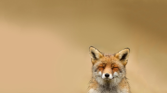 sight, fox, animals