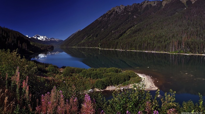 plants, landscape, nature, lake