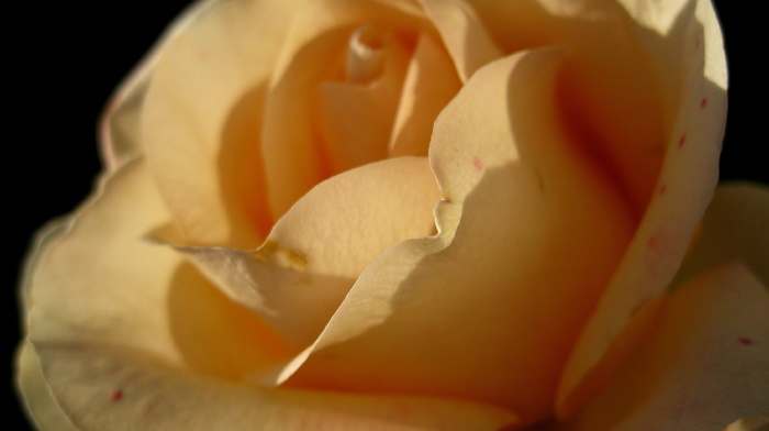 rose, flower, macro