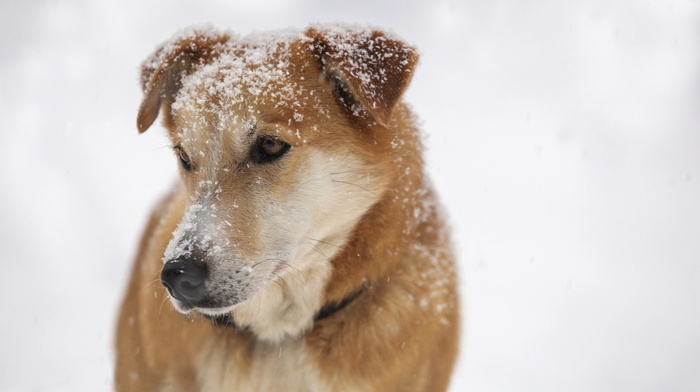 snow, animals, dog