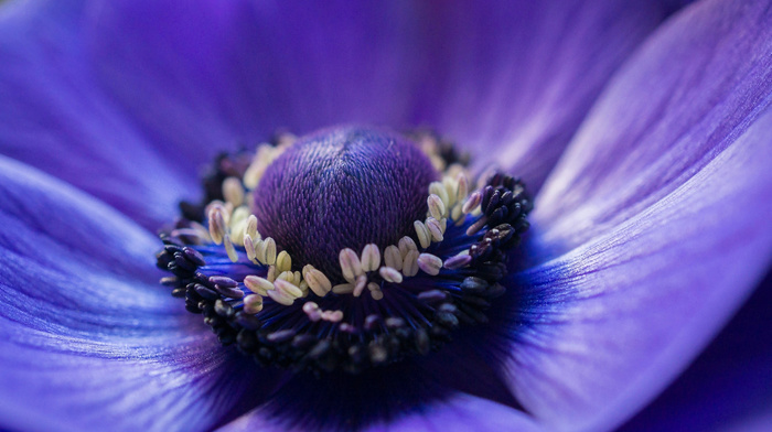 macro, flowers, blue, flower, petals