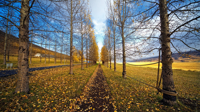 leaves, road, trees, nature, grass