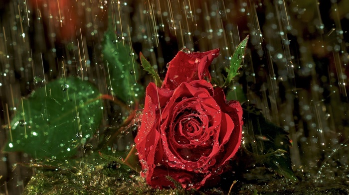 drops, rain, macro, flowers, rose