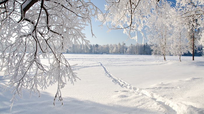 trees, winter, snow