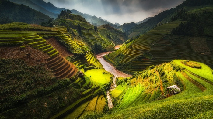 nature, terraced field