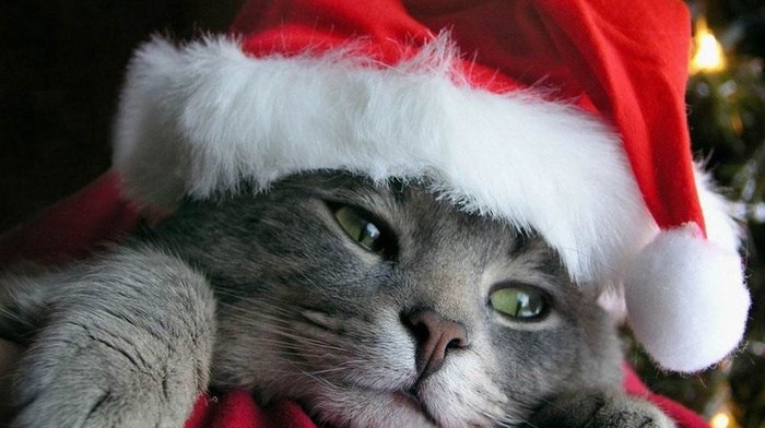 cat, animals, Christmas, feline