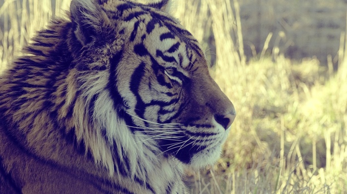 animals, tiger