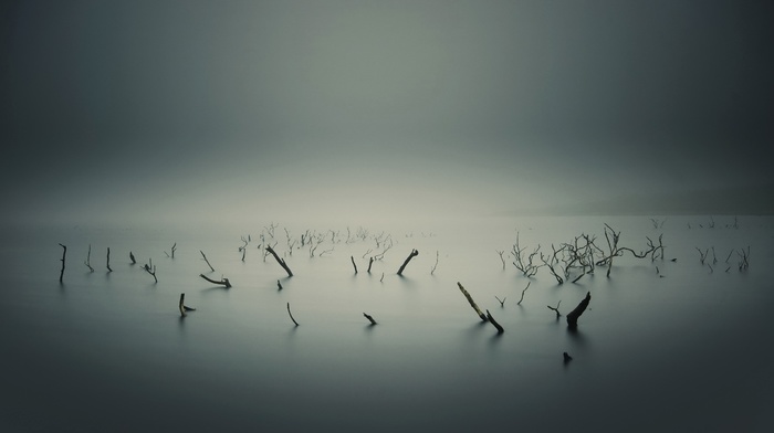 monochrome, lake, water, mist, overcast, branch