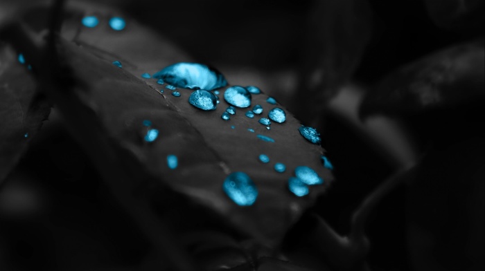macro, water drops, leaves, closeup, selective coloring