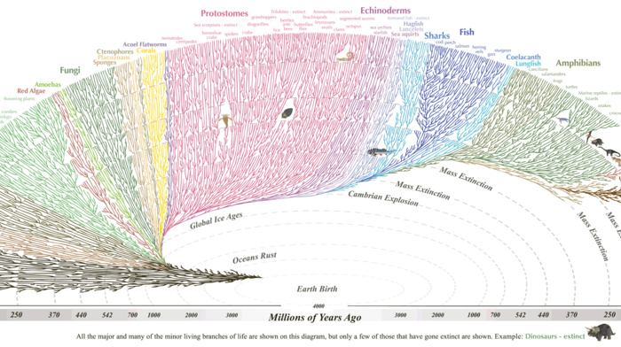 evolution