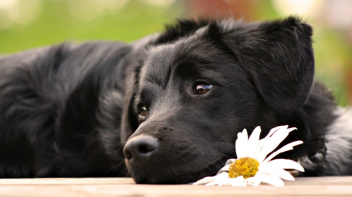 Labrador Retriever, dog, daisies, animals