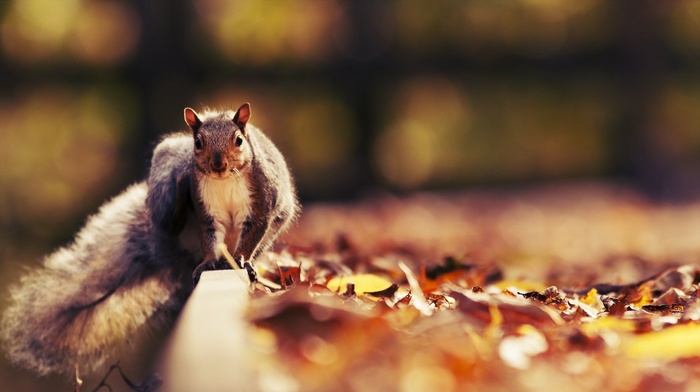 animals, leaves, squirrel