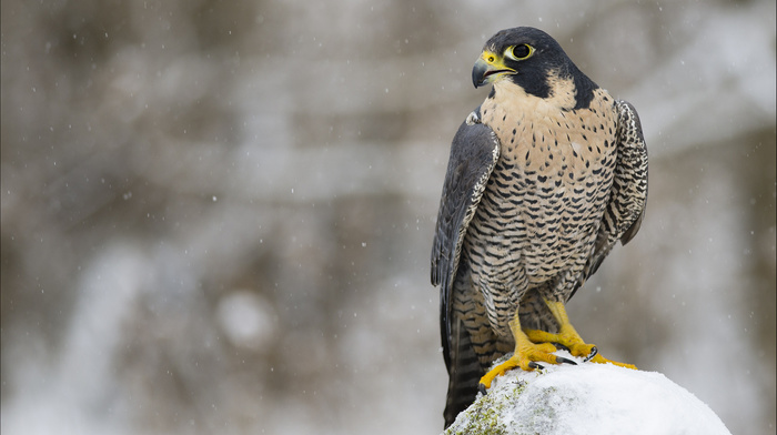 animals, predator, bird, sight, snow, winter