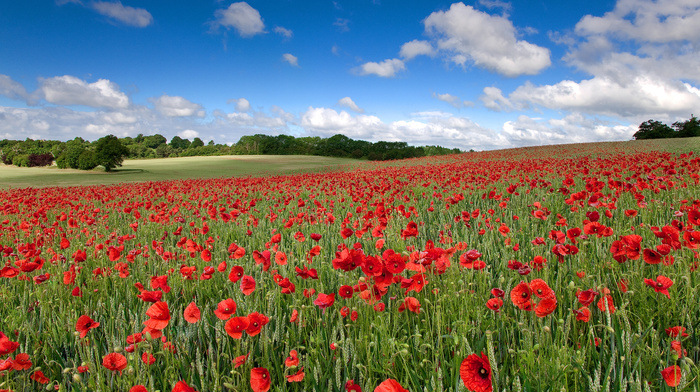 sky, landscape, nature, poppies, clouds, flowers, field