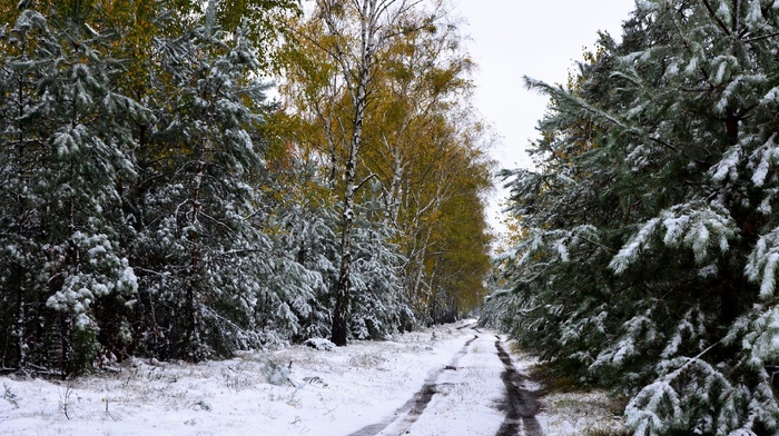 road, forest, snow, winter