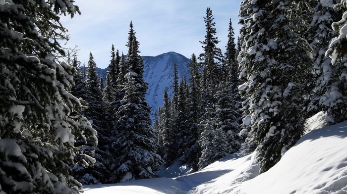 nature, forest, snow