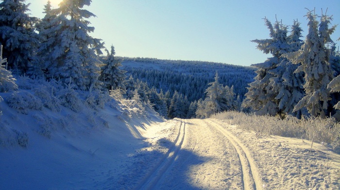 snow, nature, forest