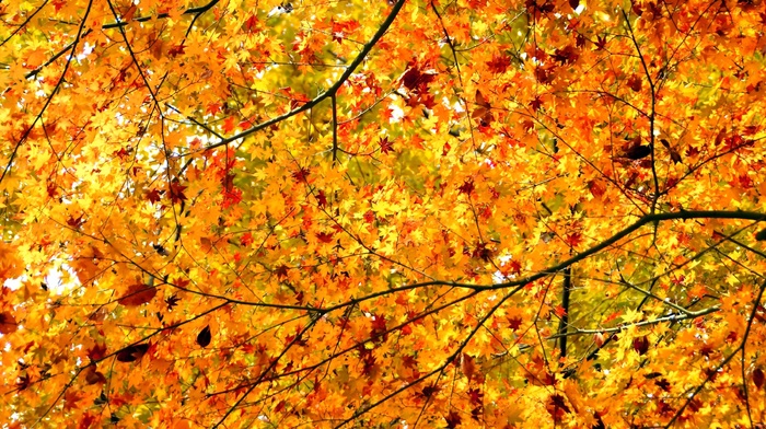 autumn, twigs, leaves, tree