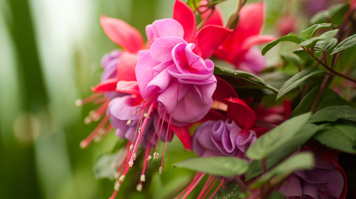 flowers, leaves