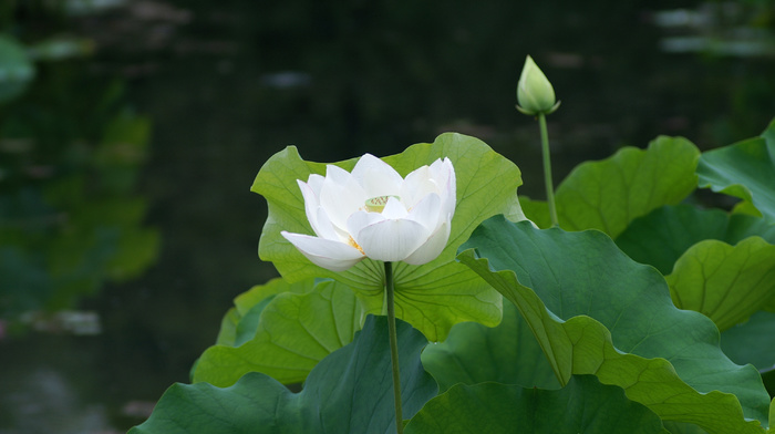 pond, white, leaves, nature