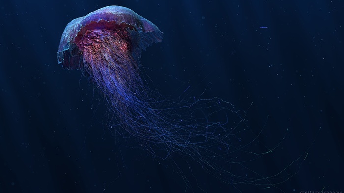 jellyfish, digital art