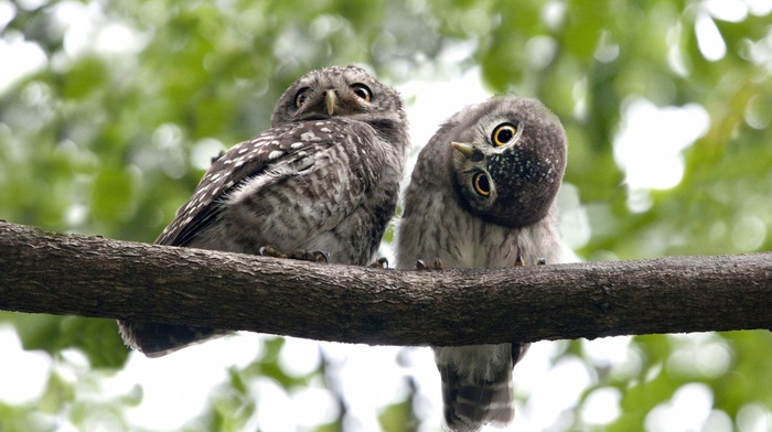 animals, branch, eyes, birds