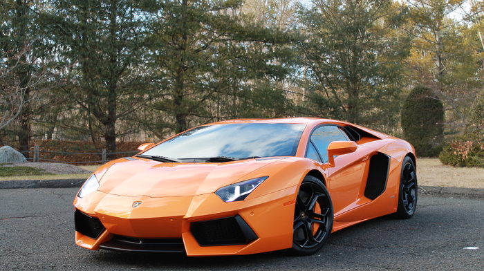 cars, lamborghini, forest