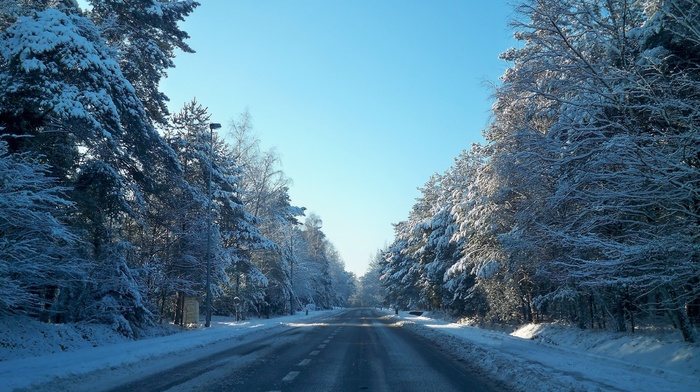 trees, winter, frost, snow, forest, road