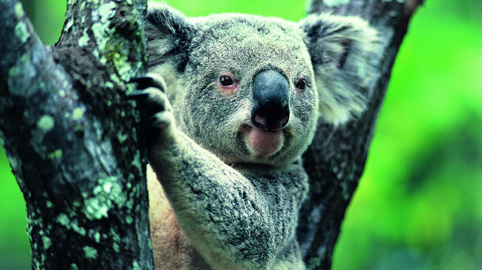 sight, animals, tree, ears