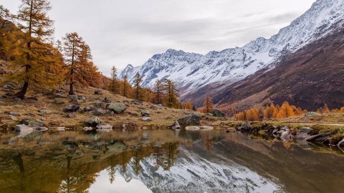 autumn, pine trees, mountain, snow