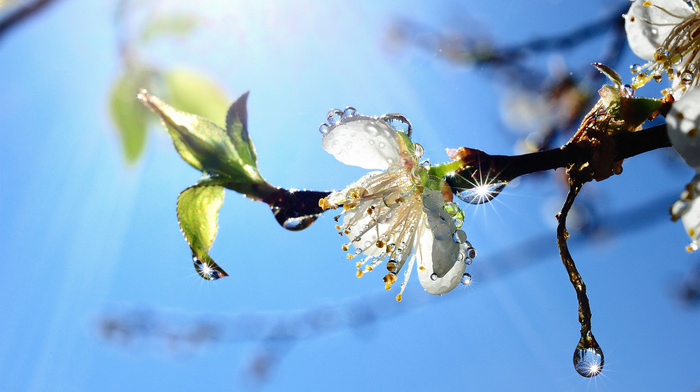 flower, spring, tree, branch, drops, sky