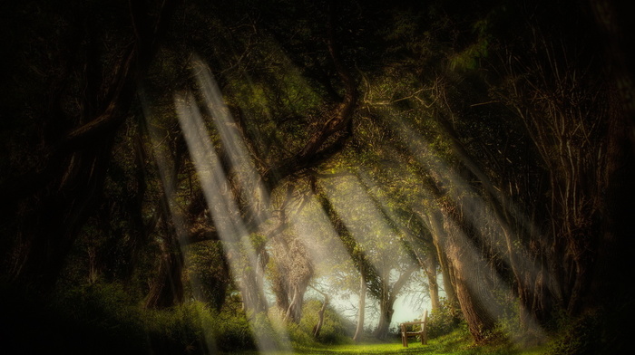 trees, light, rays, nature, forest