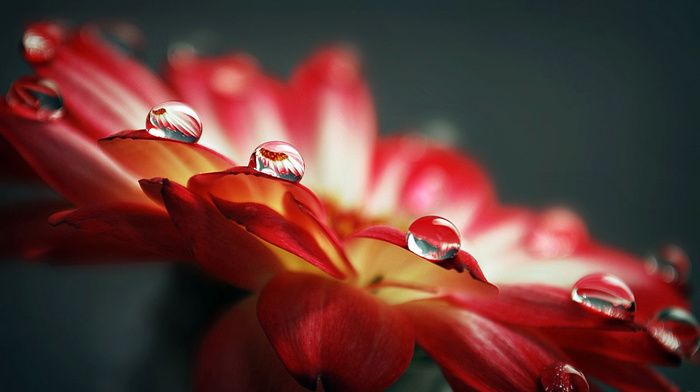 drops, flowers, dew, water, petals, reflection