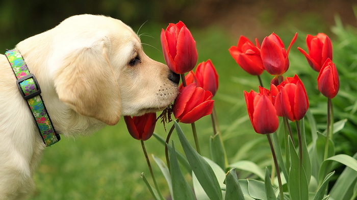 dog, animals, nature, flowers