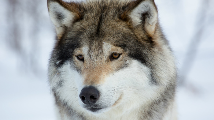 predator, portrait, wolf, sight, animals