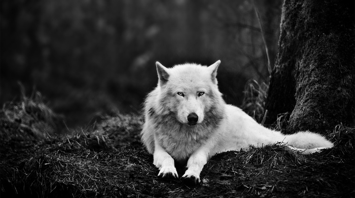 nature, monochrome, wolf