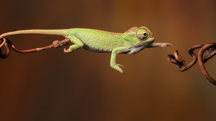 reptile, chameleons, jumping