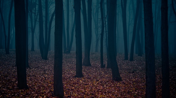 cold, forest, trees, alone