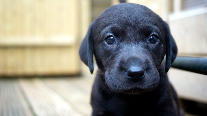 Labrador Retriever, dog, closeup, puppies