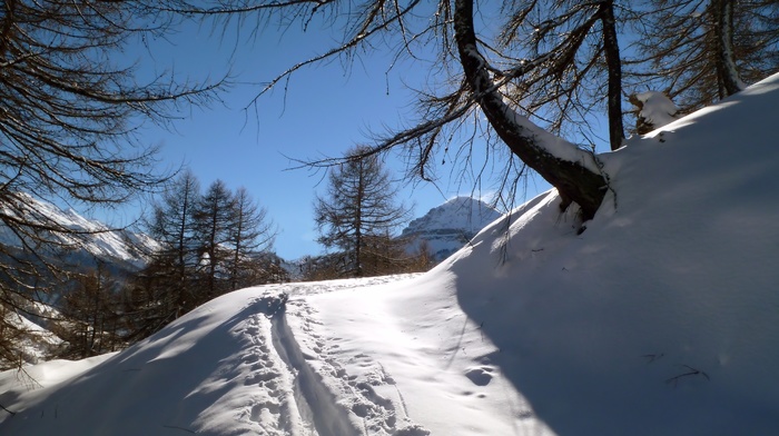 trees, winter