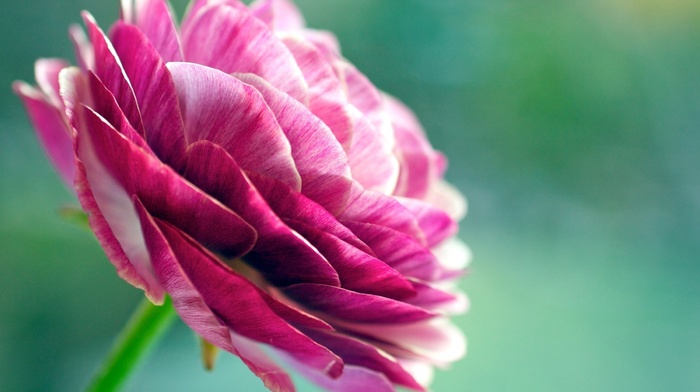 flowers, flower