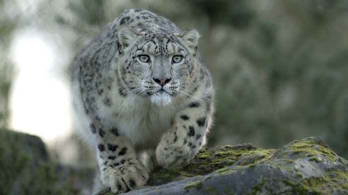 animals